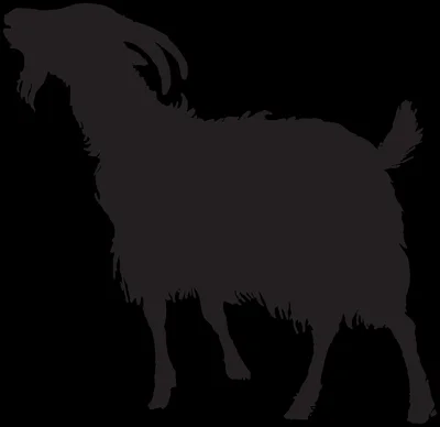Tail Up Goat